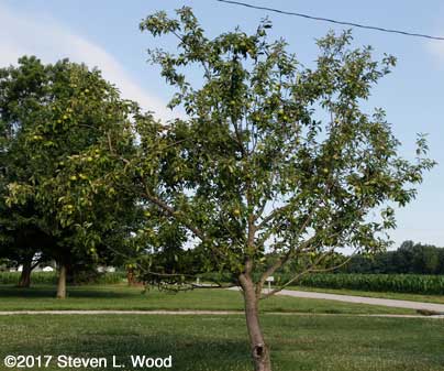 Granny Smith apple tree