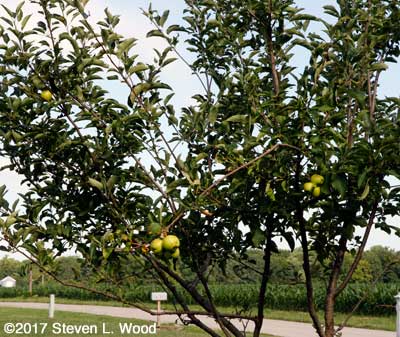 Stayman Winesap tree with apples