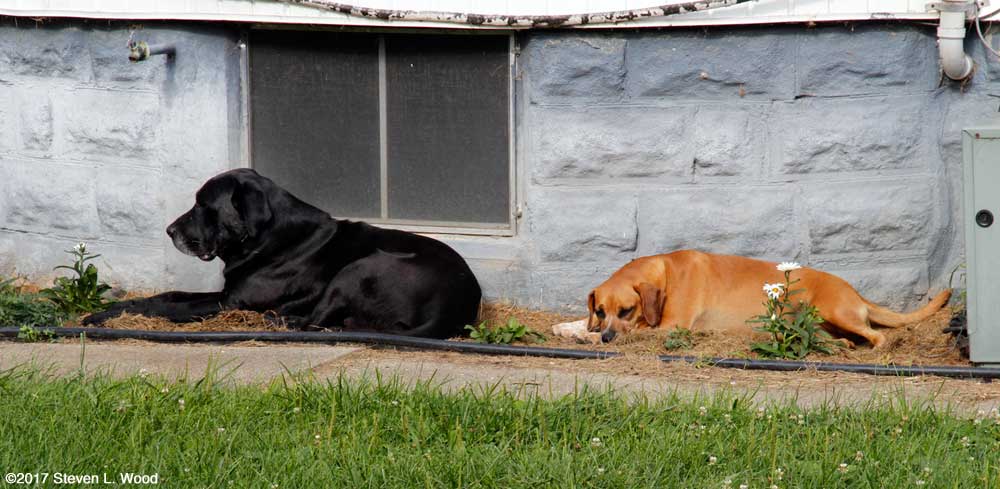 Jackson and Daisy in a flowerbed