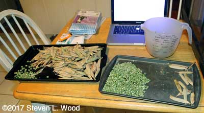 Shelling seed peas