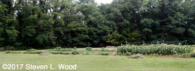 Grass clippings piled by East Garden