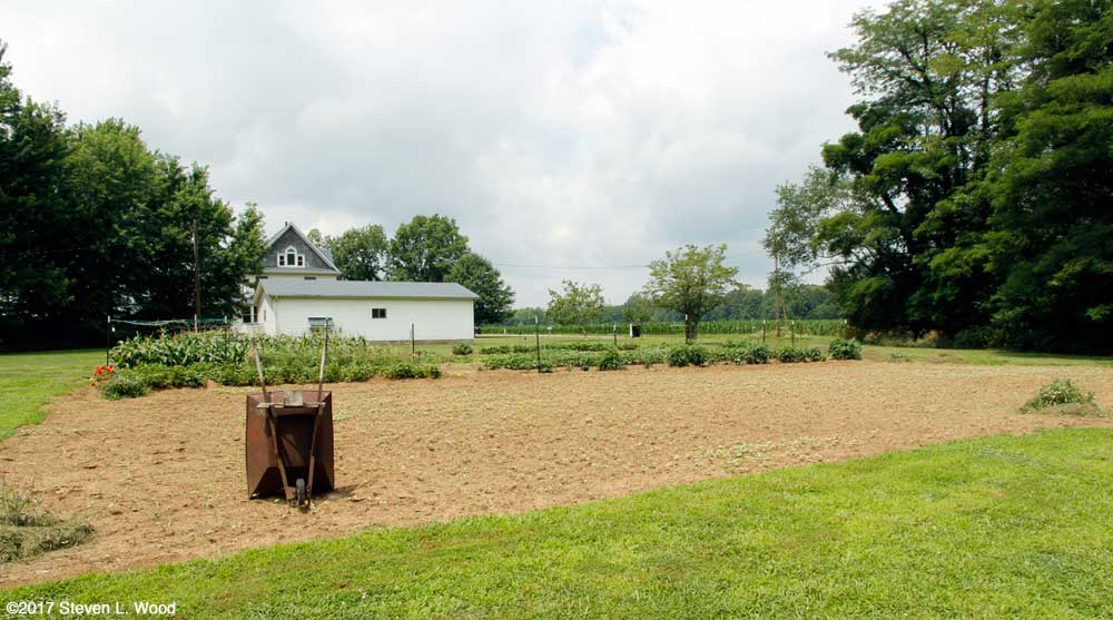 East Garden - buckwheat geerminating