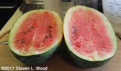 First ripe watermelon of 2017