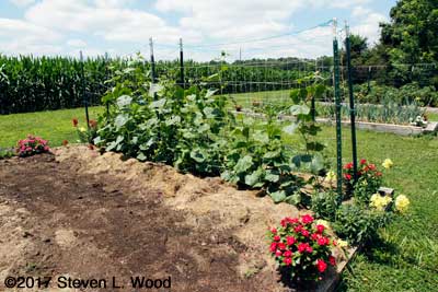 Trellised Japanese Long Pickling Cucumber Vines