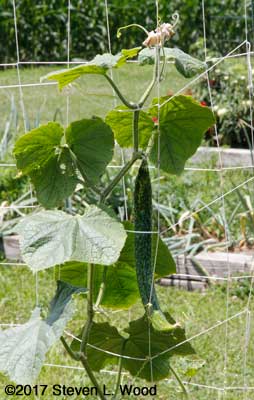 Immature Japanese Long Pickling cucumber