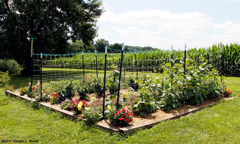 Main Raised Bed - July 15, 2017