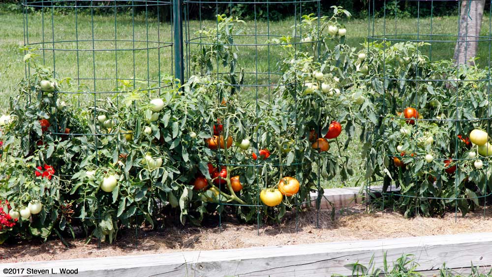 Earlirouge plants filled with tomatoes