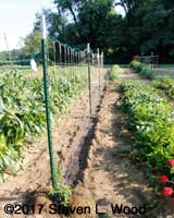 Sun shines on new planting