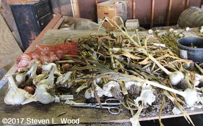 Trimming garlic leaves and roots
