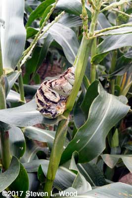 Corn smut 1