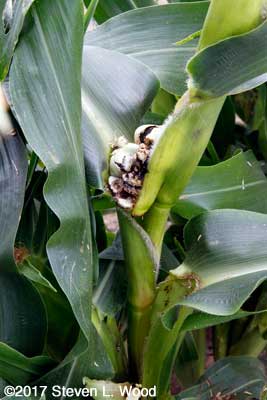 Corn smut 2