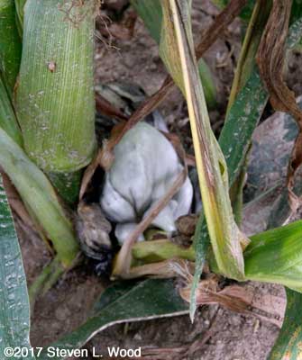 Corn smut 3 - at ground level