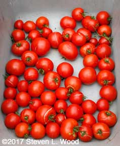 Earlirouge tomatoes