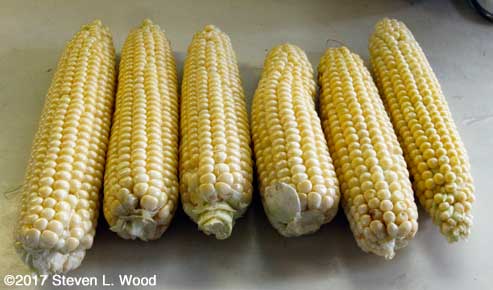 Early sweet corn