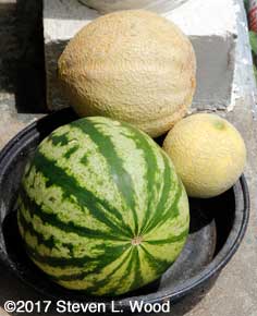 Melons