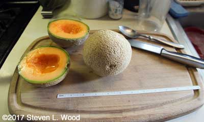 Sugar Cube melons