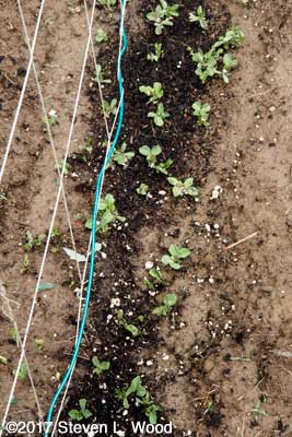 Sugar Snap pea plants emerging