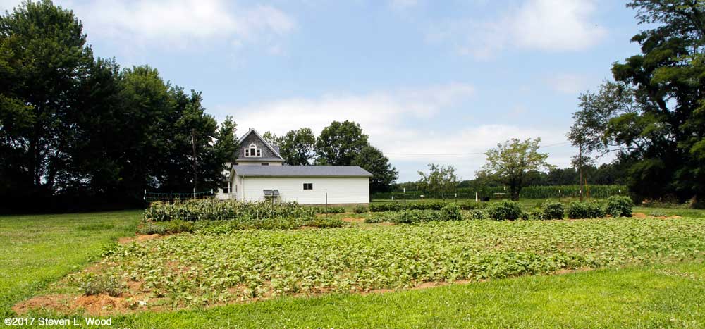 Buckwheat and East Garden