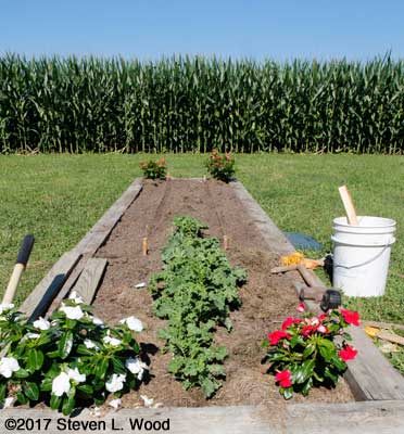 Kale bed strung for planting