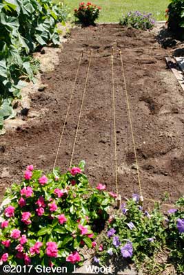Carrot double rows staked and strung