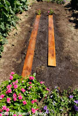 Carrot rows watered in