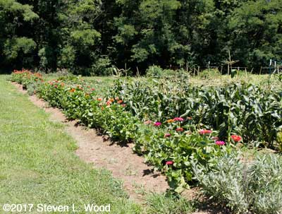 Zinnias bordering our East Garden plot
