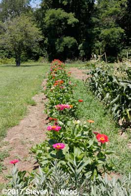Long view down zinnia row