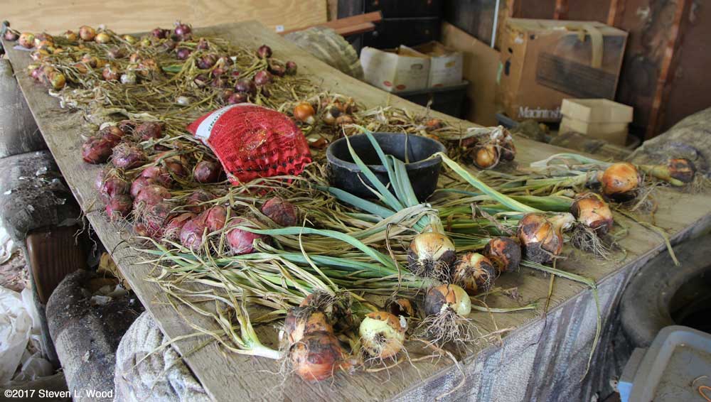 Onions curing in garage