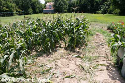 Chopping out early corn stalks