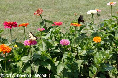 Butterflies on zinnias