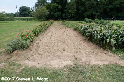 Corn trash tilled in