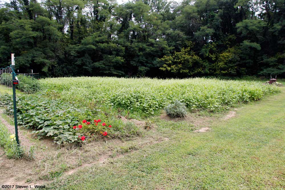 Buckwheat in bloom