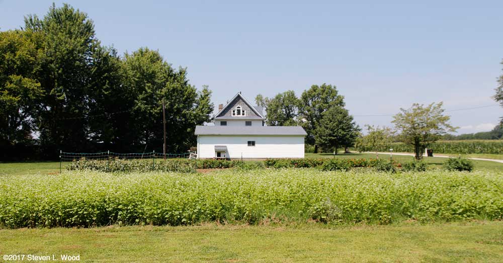 East Garden and buckwheat