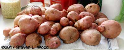 Potatoes drying