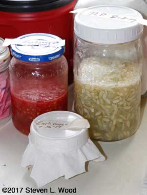 Tomato and cucumber seed fermenting, tomato seed drying jar