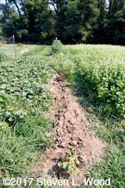 Potato row cleared