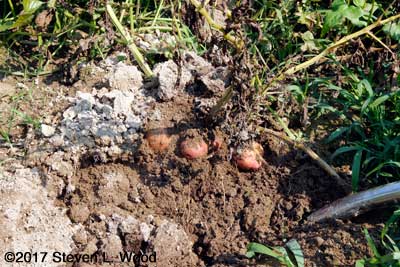 Digging potatoes