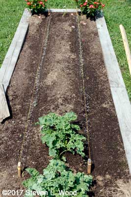 Raised bed planted to kale