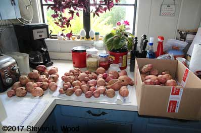 Today's take of potatoes