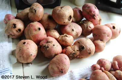 Insect damaged potatoes