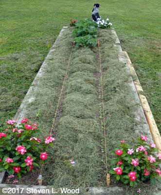 Kale mulched