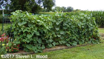 Healthy row of Japanese Long Pickling cucumber plants