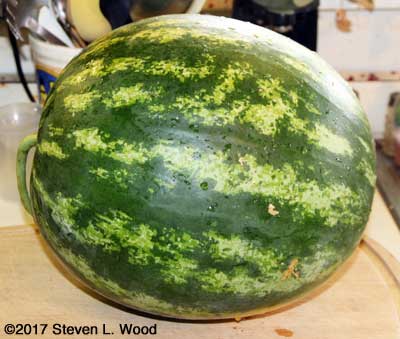 Twenty pound Farmers Wonderful watermelon