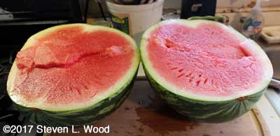 Cut Farmers Wonderful seedless watermelon