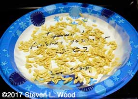 Cucumber seed drying