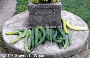 Japanese Long Pickling cucumbers