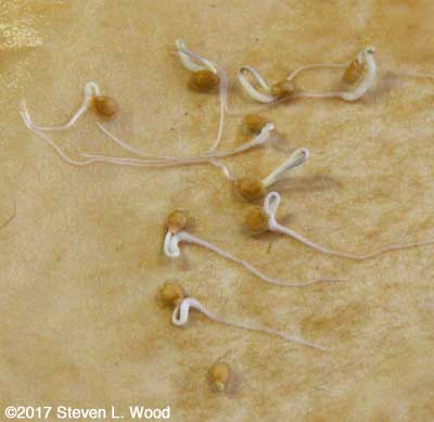 Tomato seed germination test