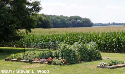 Main raised bed