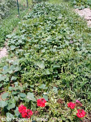 Our partially nibbled row of sweet potatoes