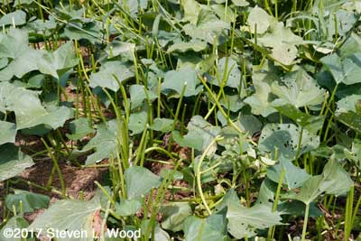 Sweet potato plants nibbled by deer